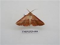 藏品(尺蛾2)的圖片